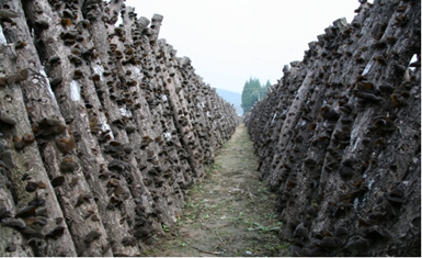 房縣黑木耳 房縣黑木耳